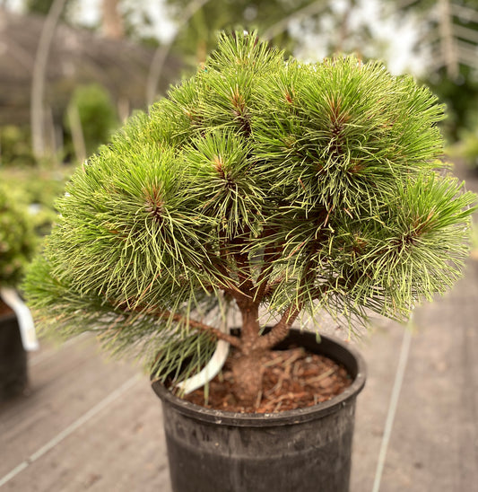 Pinus resinosa 'Morel'