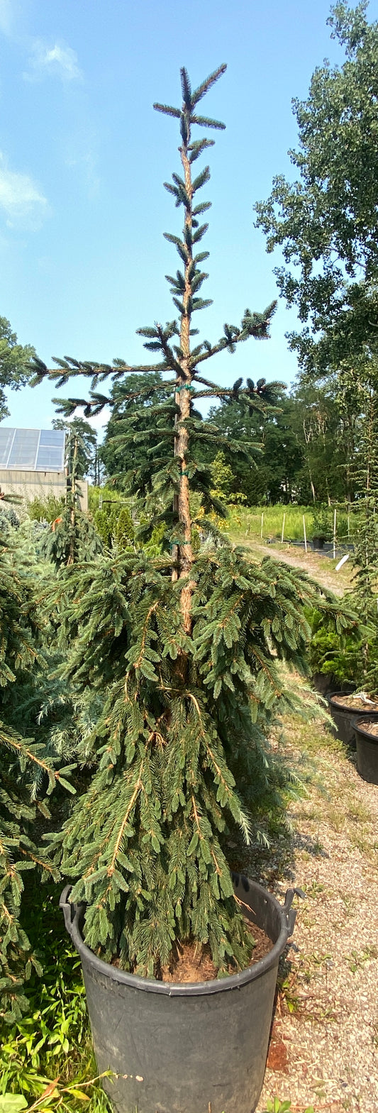 Picea abies 'Glauca Pendula'