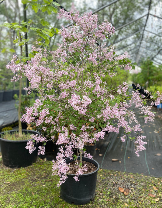 Syringa x 'Red Pixie'