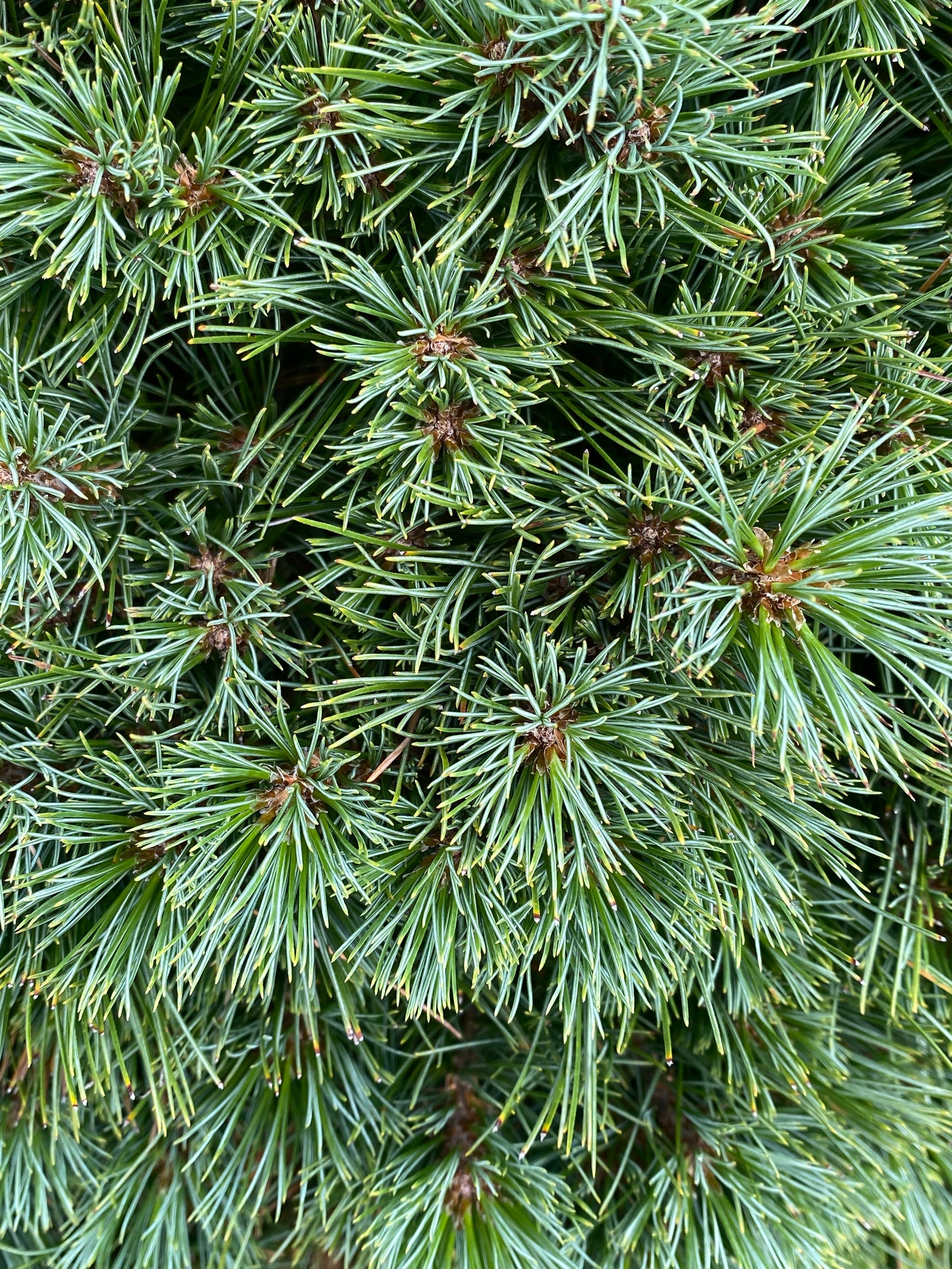 Pinus strobus 'Minuta'