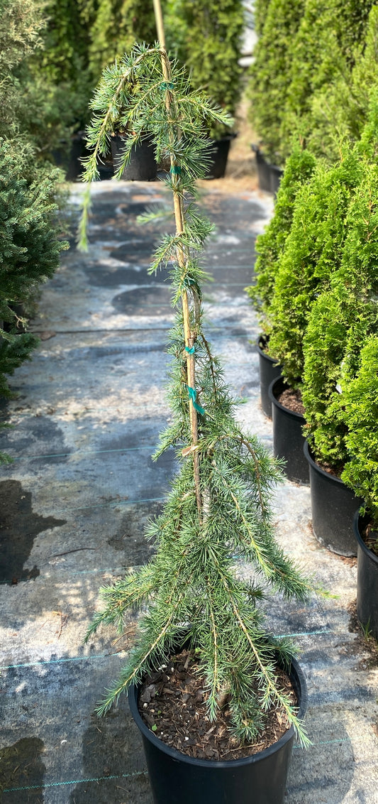 Cedrus libani 'Blue Angel'