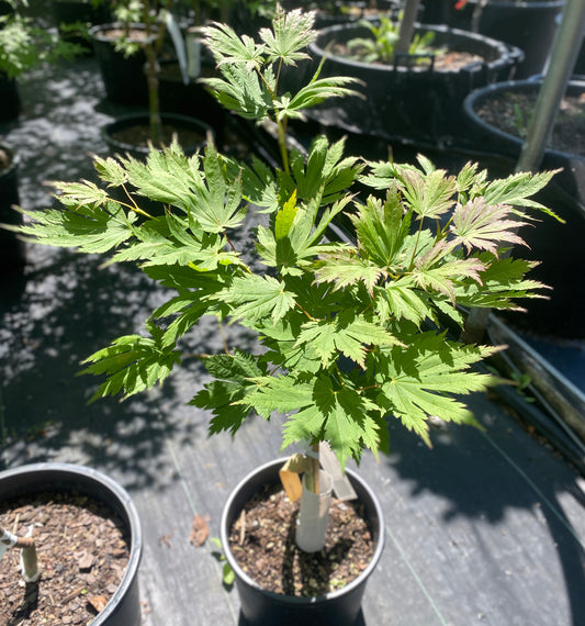 Acer japonicum 'Ed Woods'