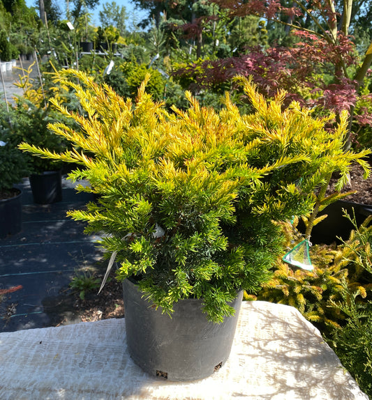 Taxus cuspidata 'Nana Aurescens'