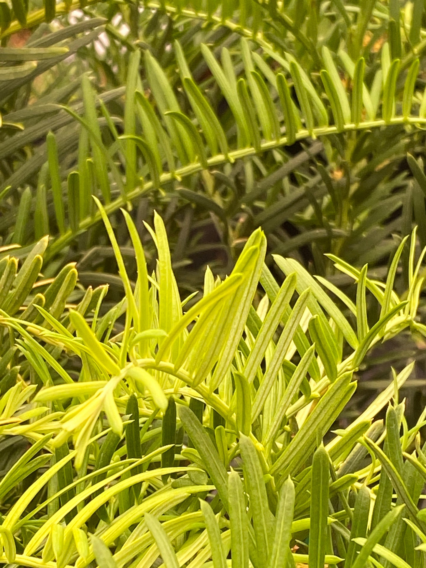 Cephalotaxus harringtonia 'Prostrata'