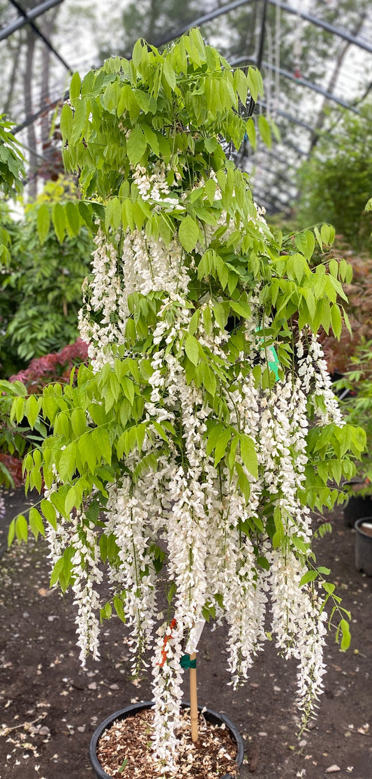 Wisteria floribunda 'Longissima Alba'