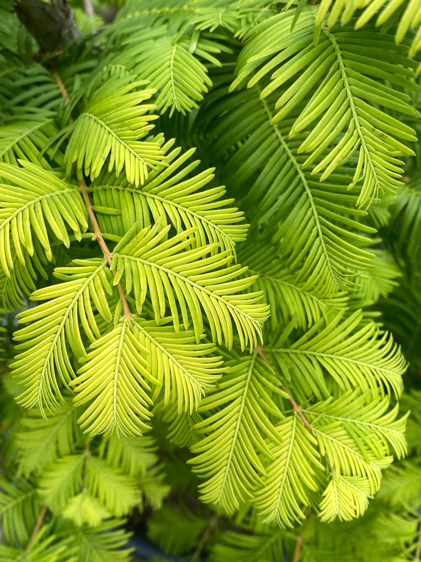 Metasequoia glyptostroboides 'Amber Glow'