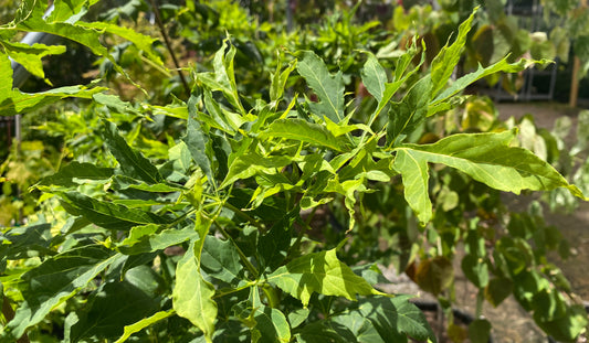 Acer platanoides 'Maltese Cross'