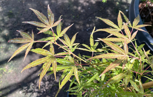 Acer palmatum 'Yellow Threads'