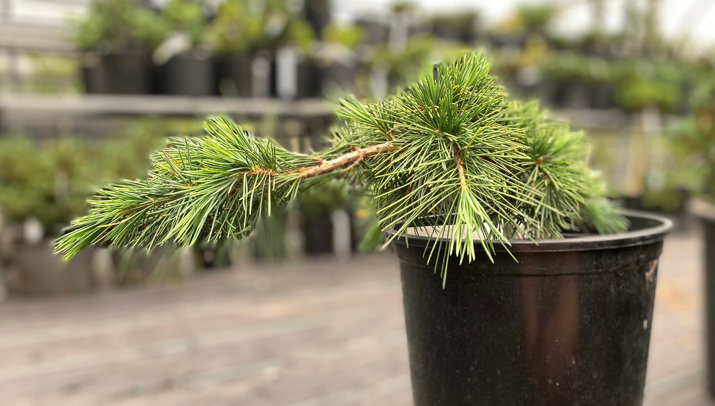 Cedrus libani 'Katere'