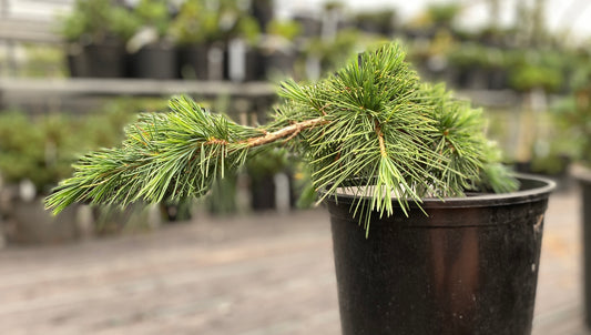 Cedrus libani 'Katere'