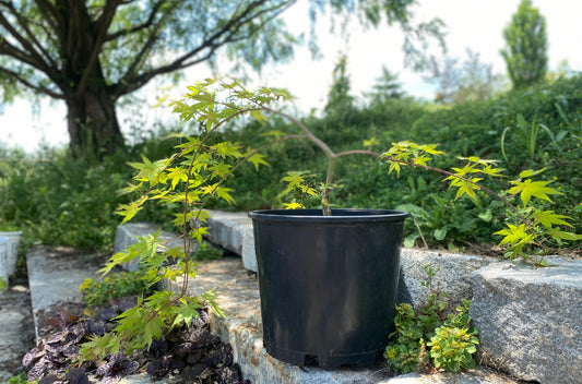 Acer palmatum 'Yellow Cascade '