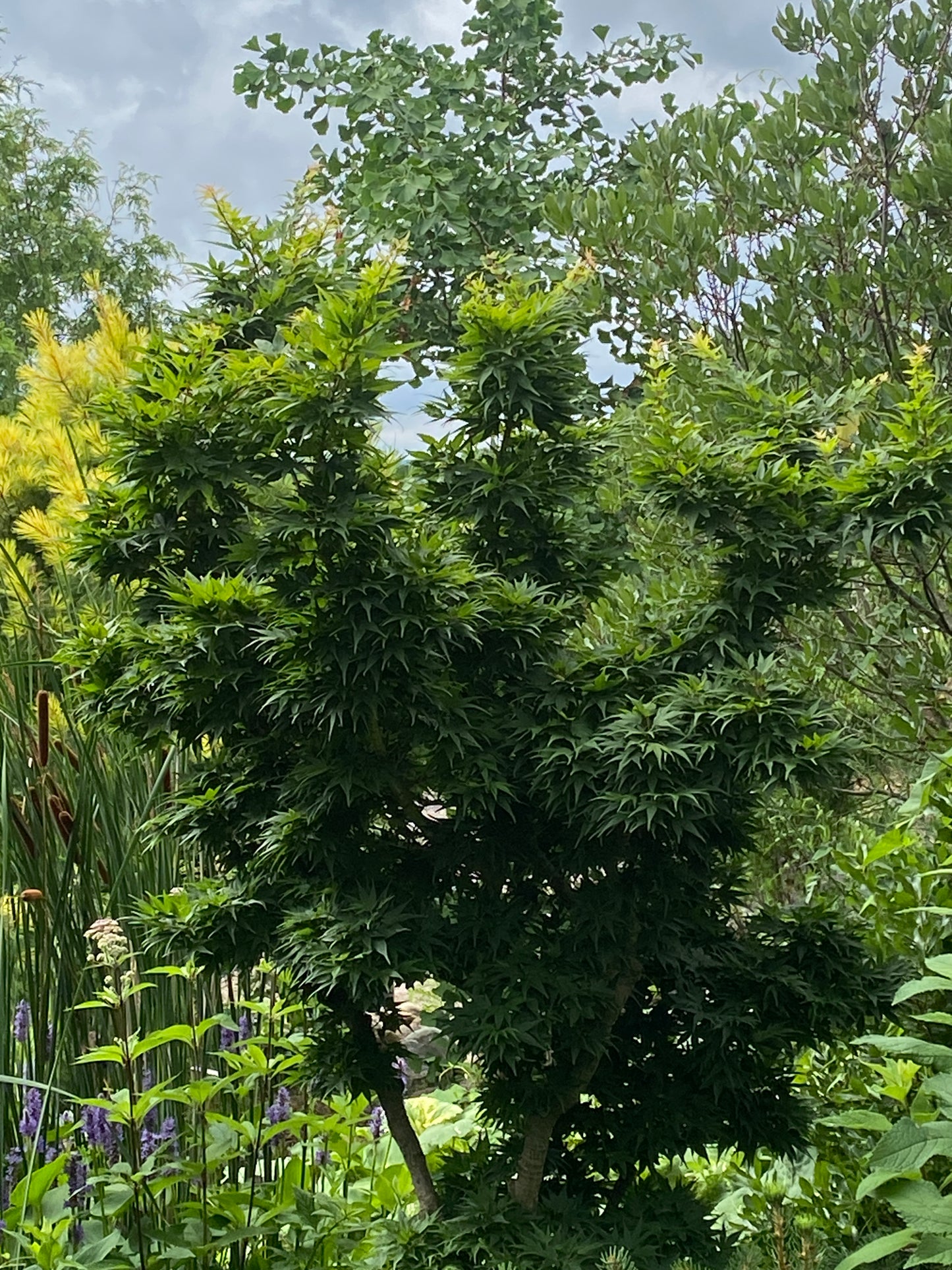 Acer palmatum 'Mikawa yatsabusa'