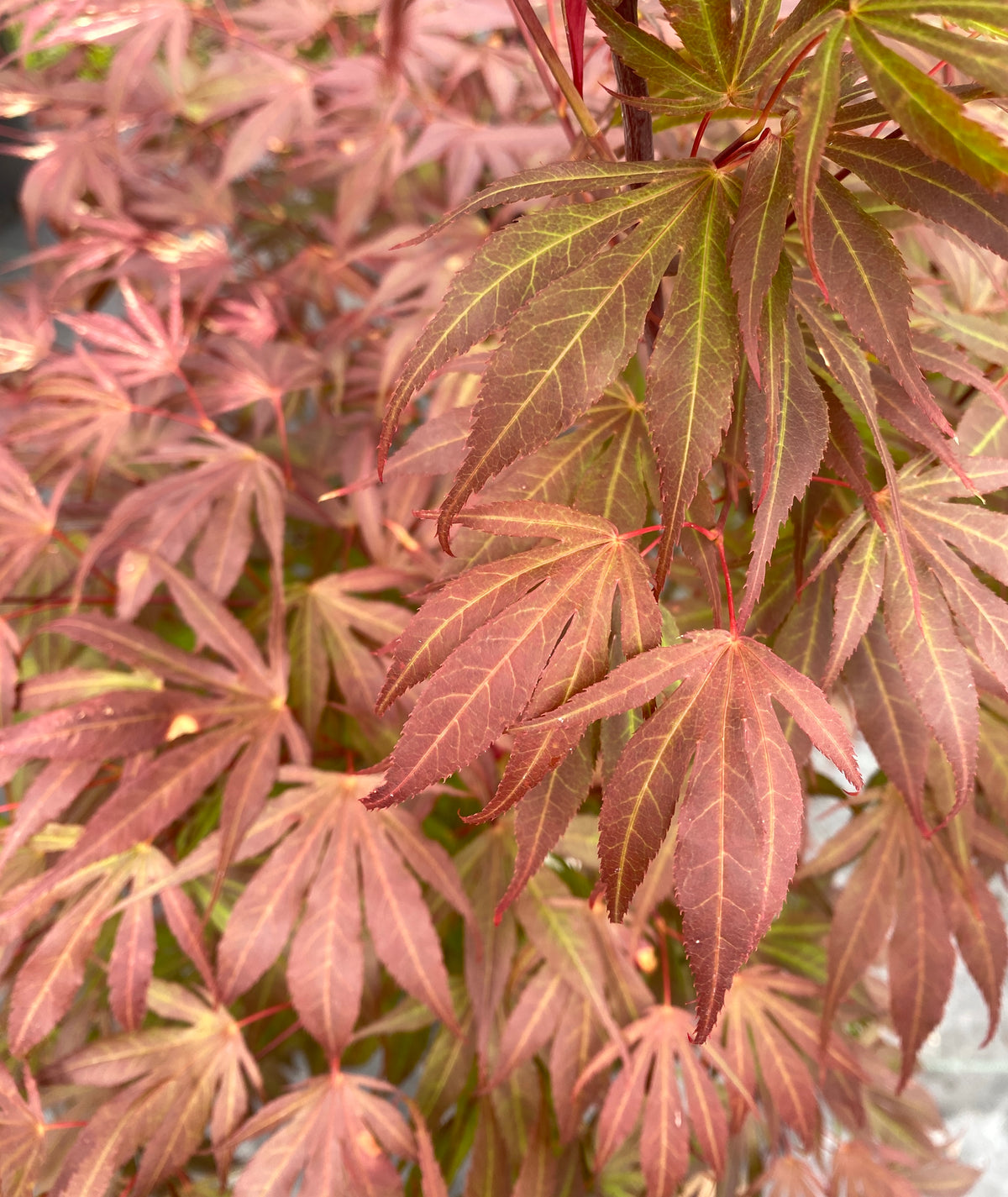 Acer palmatum 'Oregon Sunset'