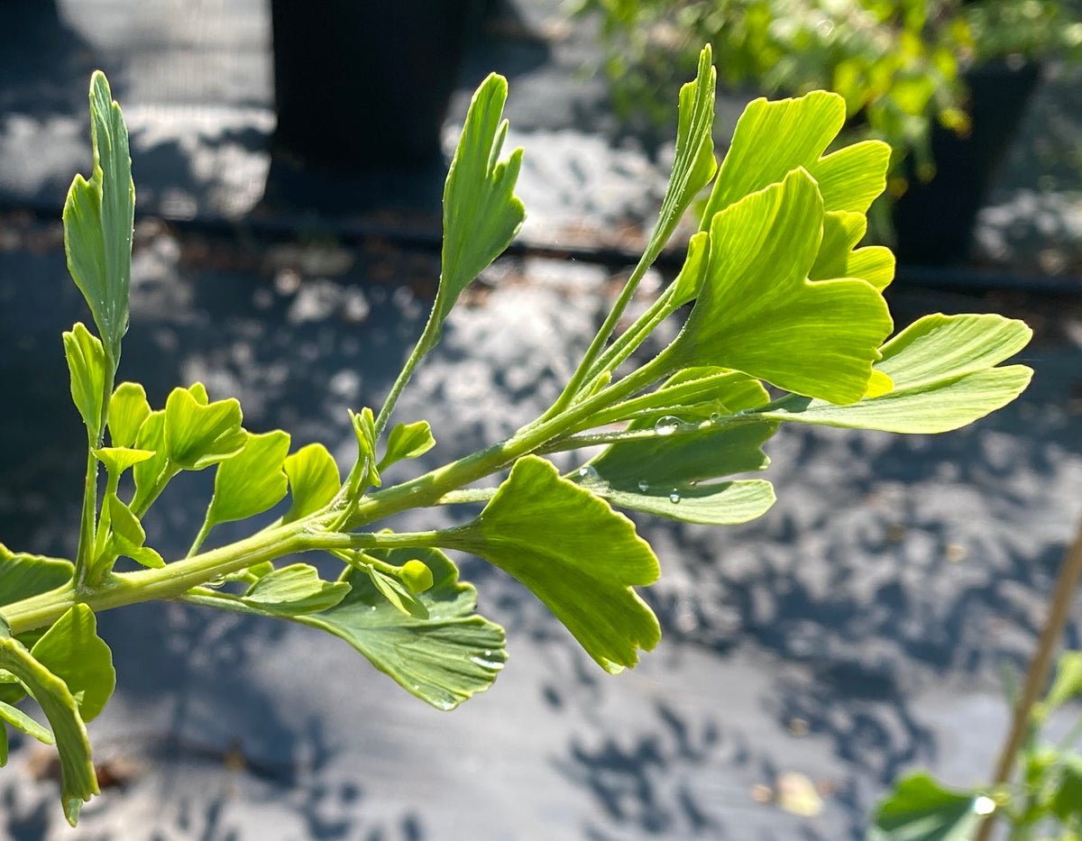 Ginkgo biloba 'Tubiformis'