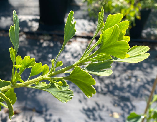 Ginkgo biloba 'Tubiformis'