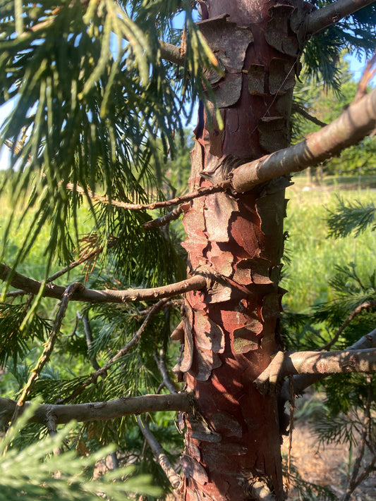 Calocedrus decurrens 'Maupin Glow'