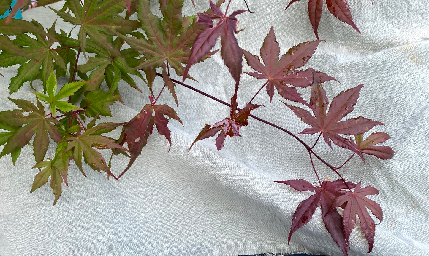 Acer palmatum 'Amber Ghost'