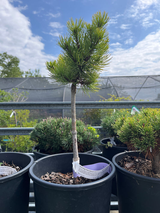 Pinus mugo 'Nana Balcanica Aurea'
