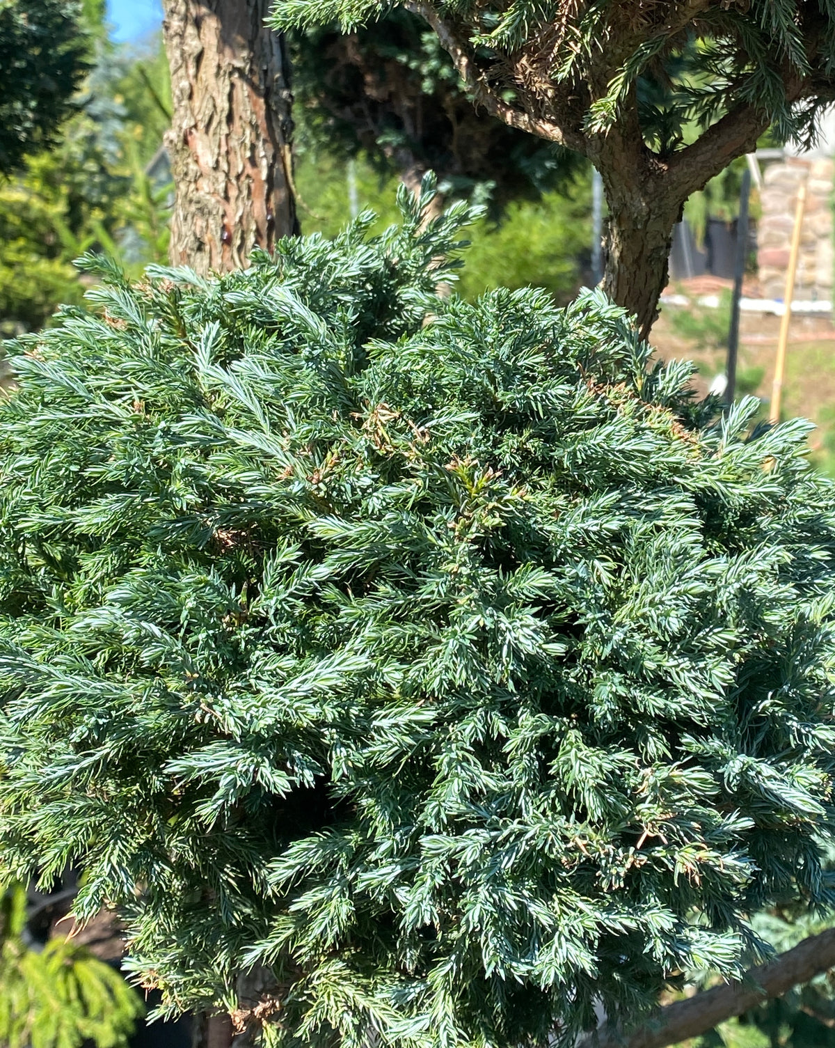Chamaecyparis pisifera 'Boulevard'