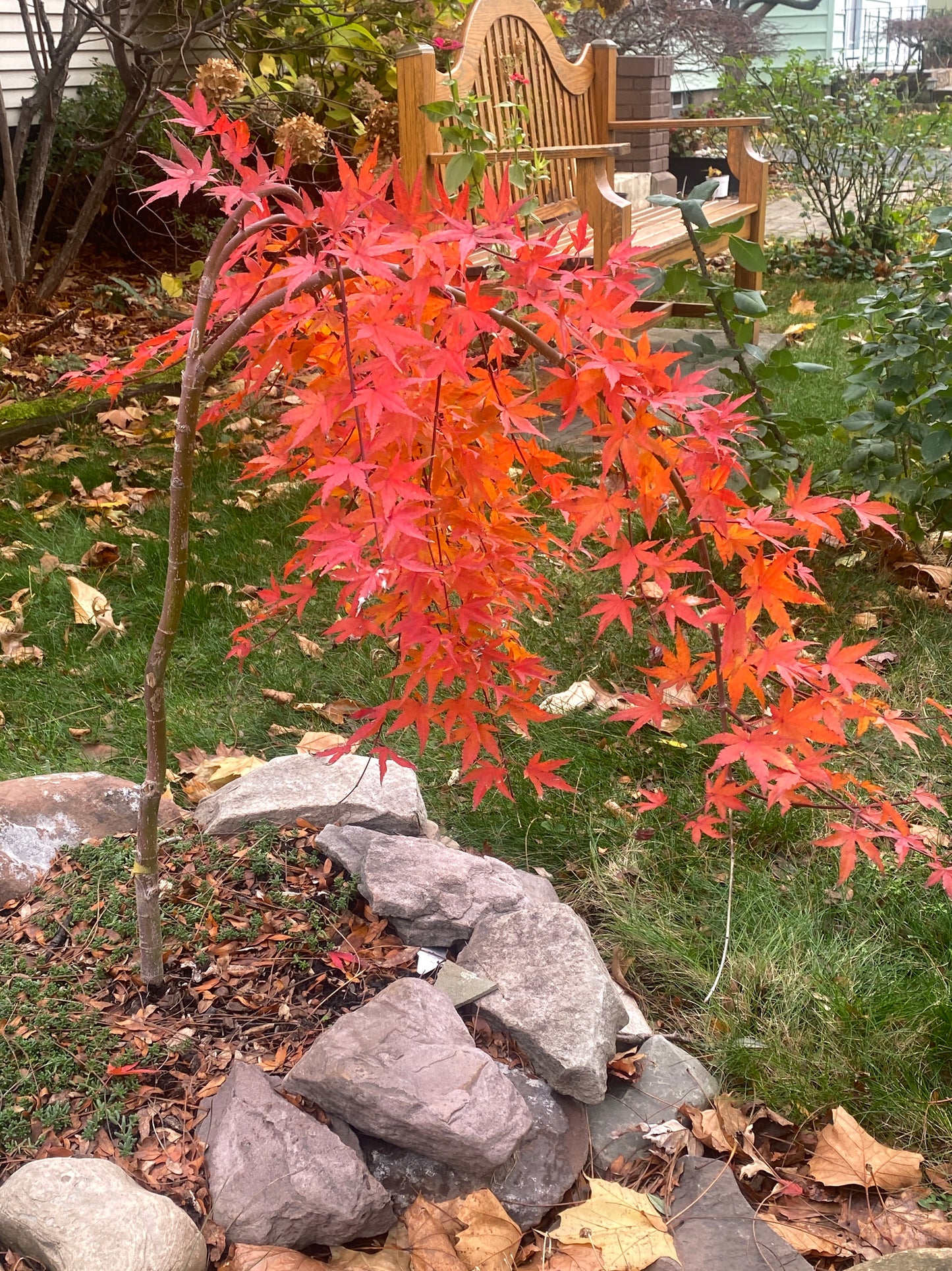 Acer palmatum 'Ryusen'