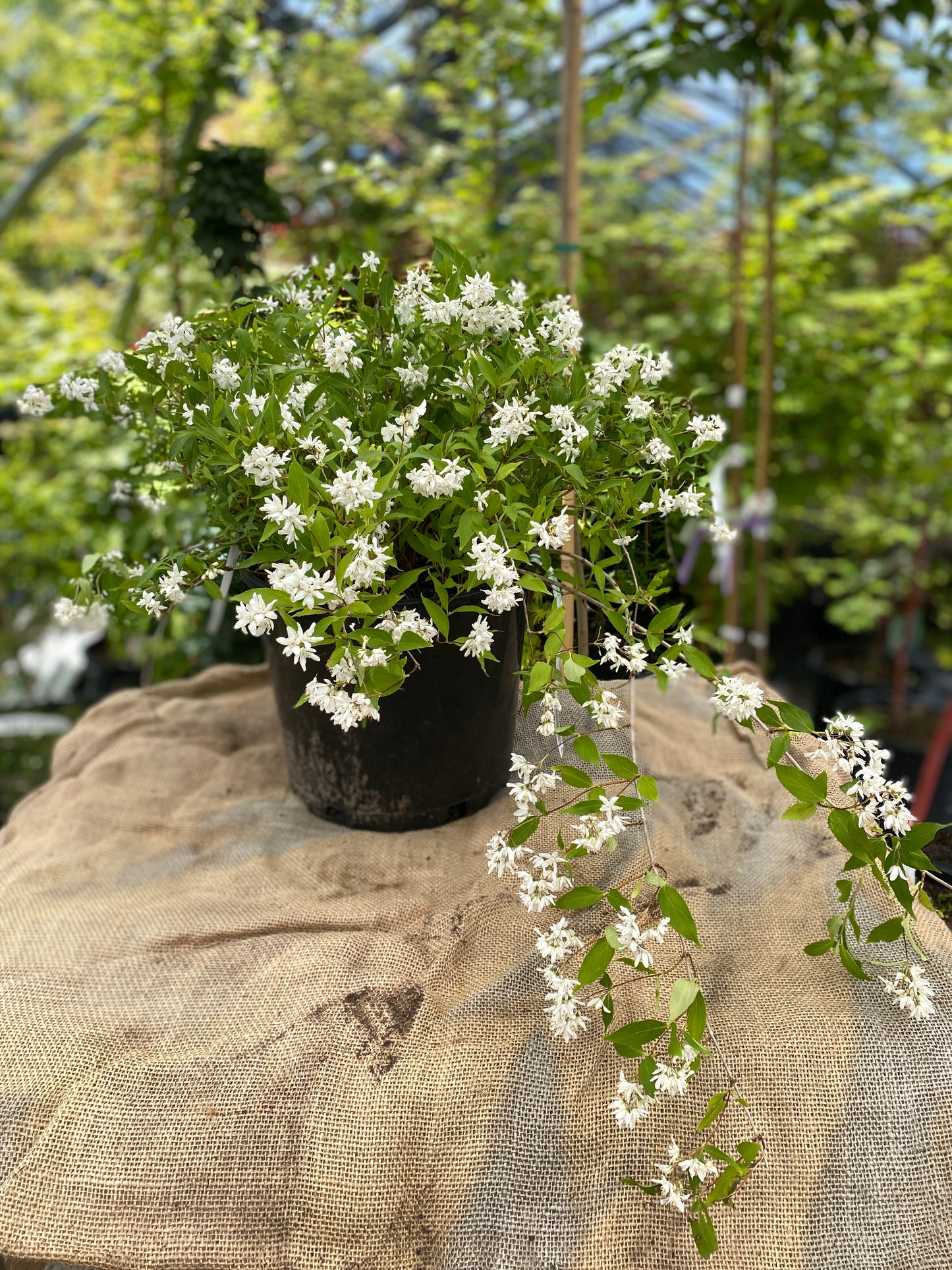 Deutzia 'Yuki Snowflake'