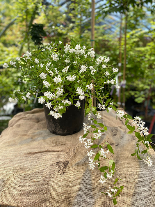 Deutzia 'Yuki Snowflake'