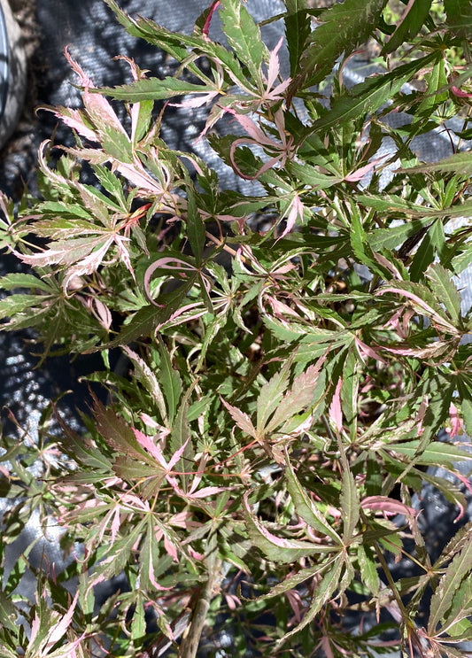 Acer palmatum 'Lileeanne's Jewel'