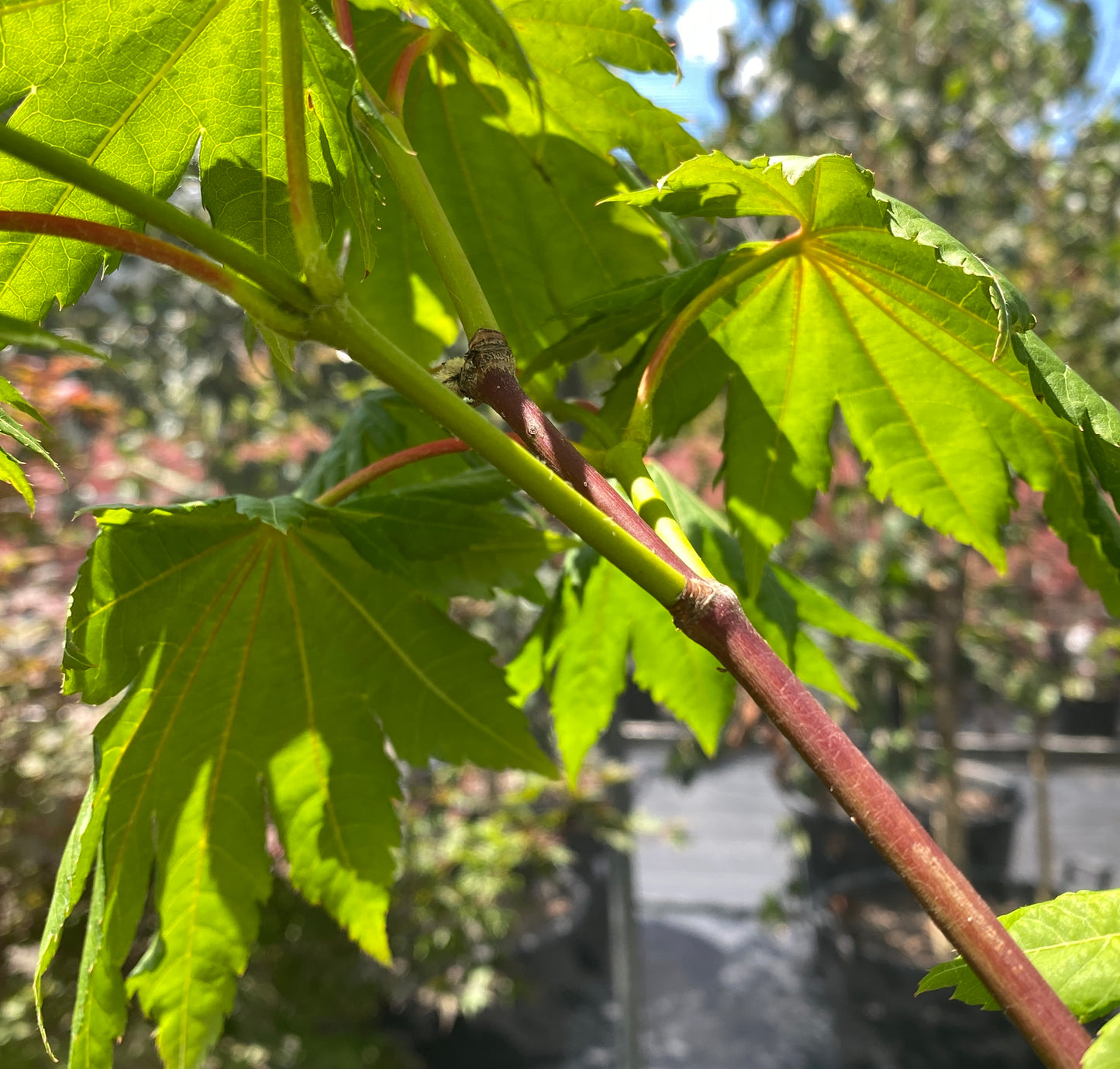 Acer pseudosieboldianum ssp. takesimense