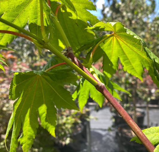 Acer pseudosieboldianum ssp. takesimense