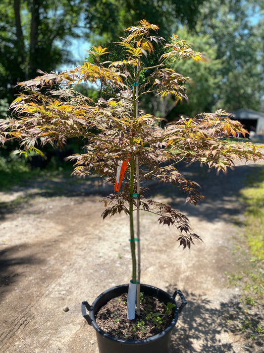 Acer palmatum 'J J's Fire Red'