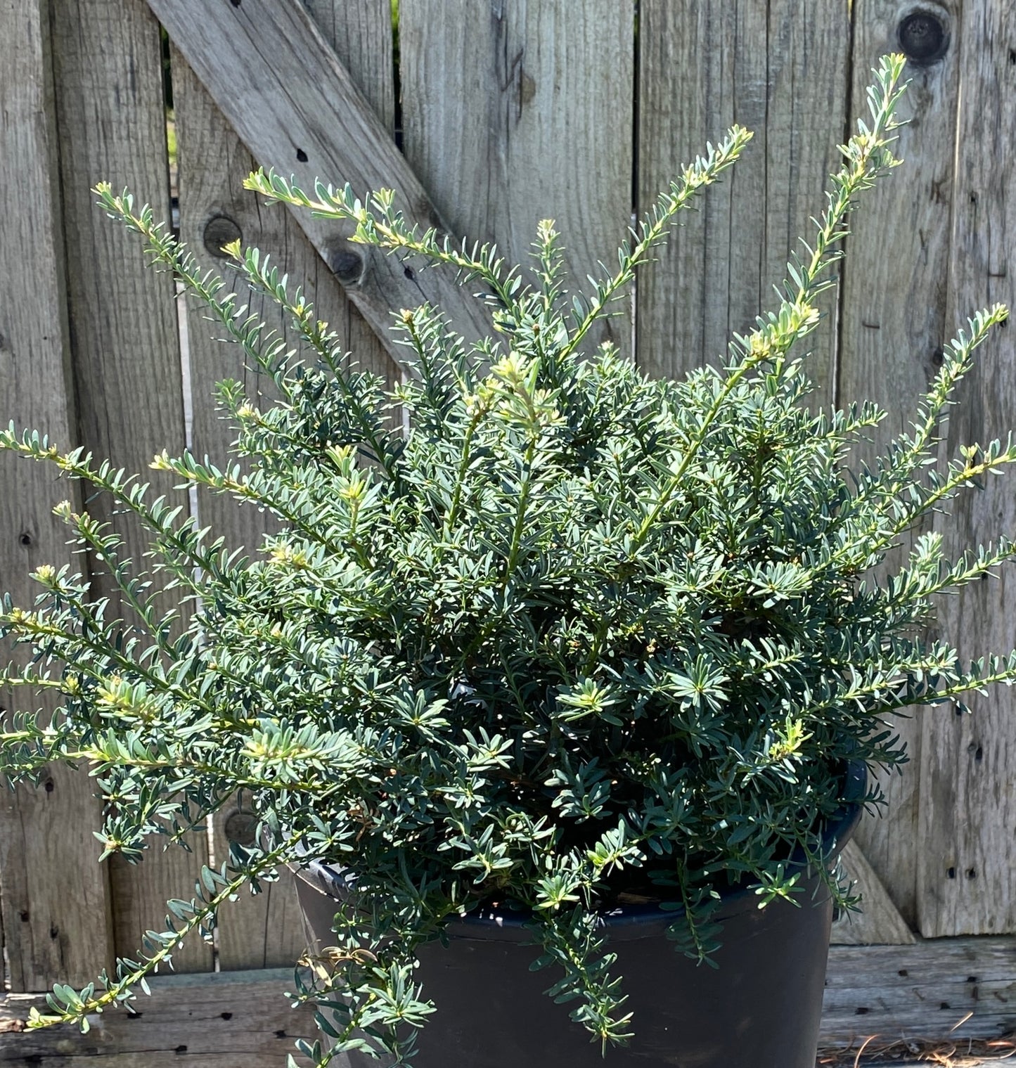 Podocarpus lawrencei 'Blue Gem'