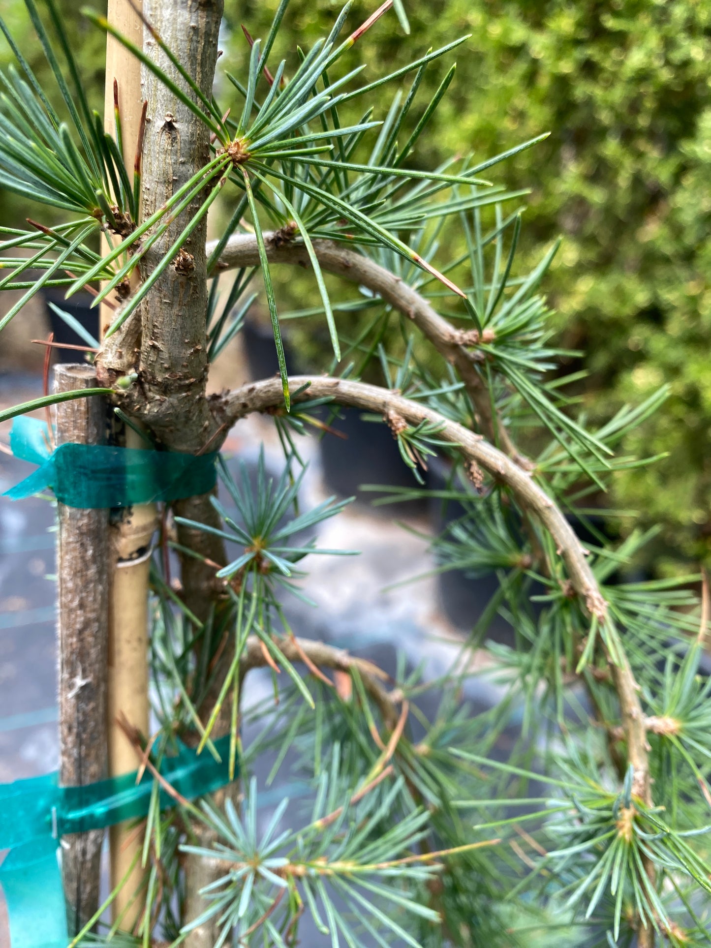 Cedrus libani 'Blue Angel'