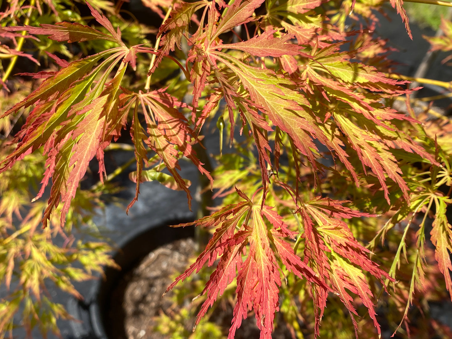 Acer palmatum dissectum 'Waterfall'