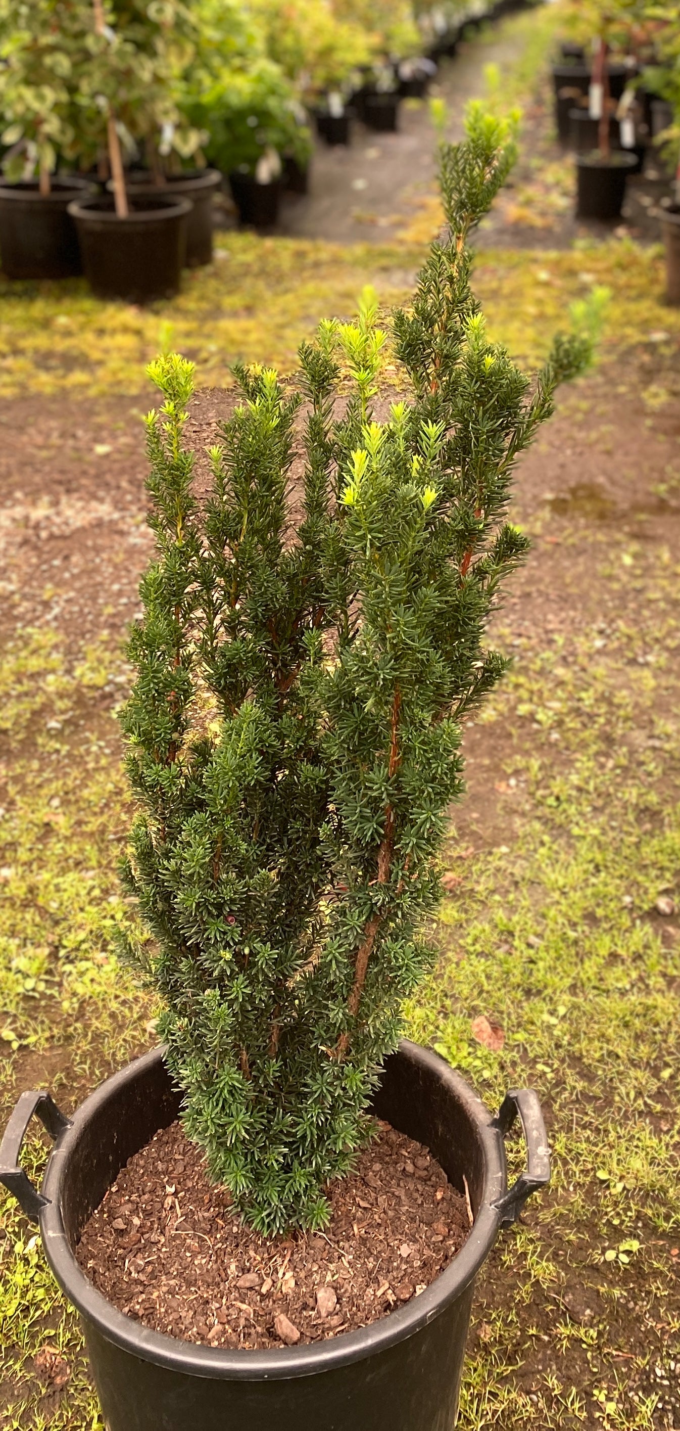 Taxus x media 'Stonehenge'