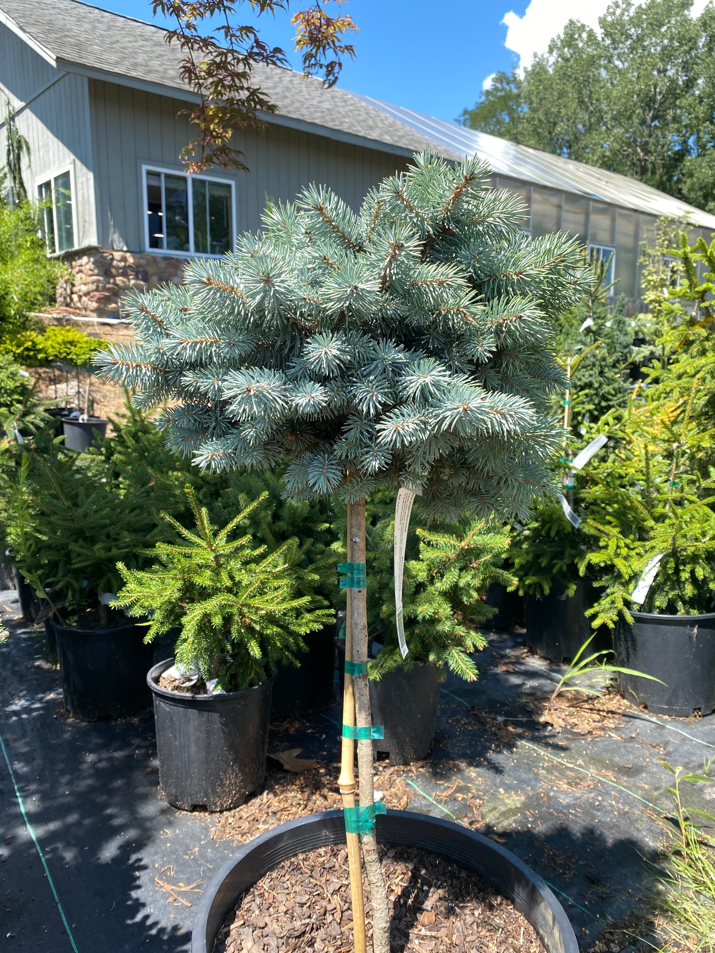 Picea pungens Moonstone®