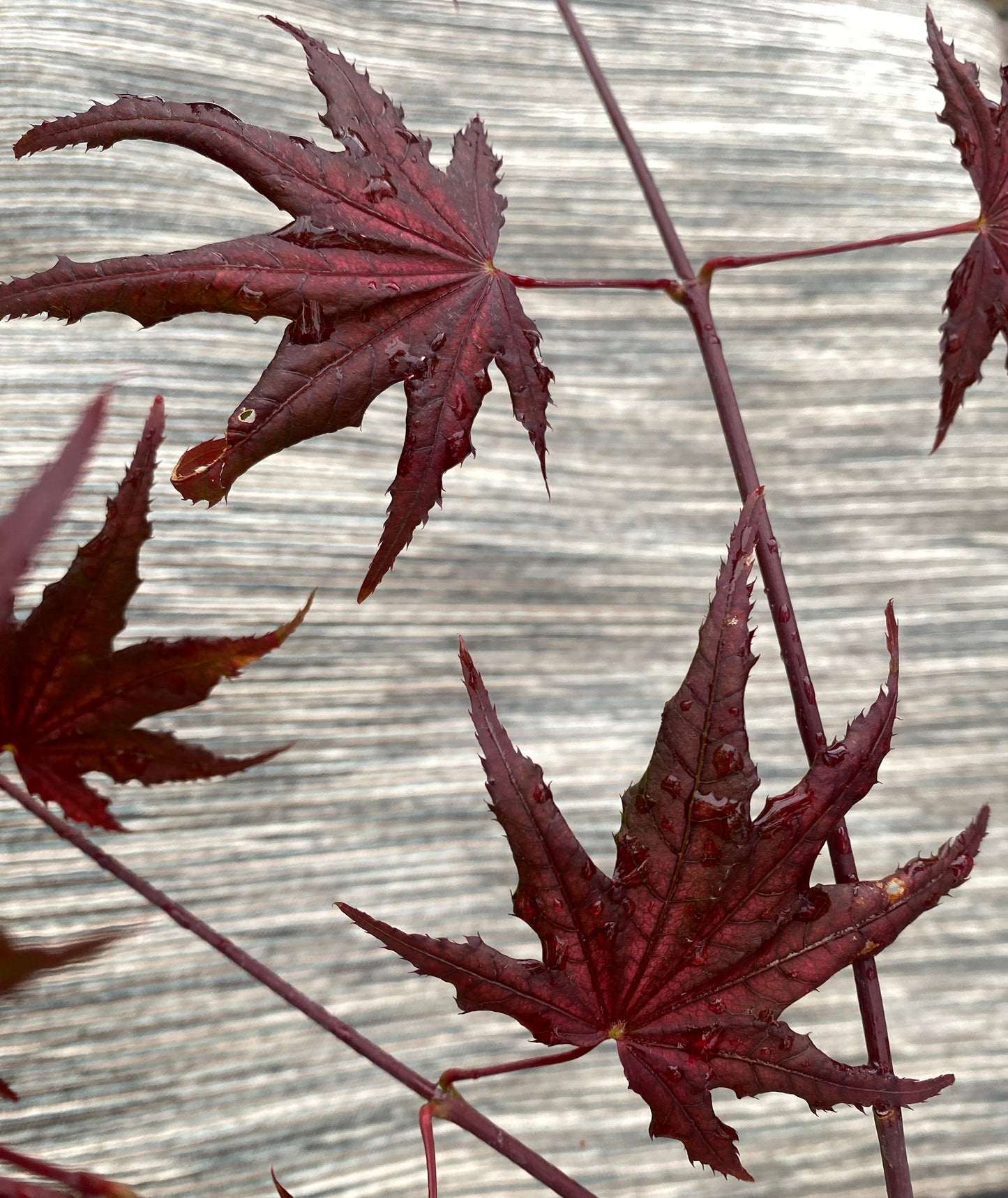 Acer palmatum 'Frosted Purple'