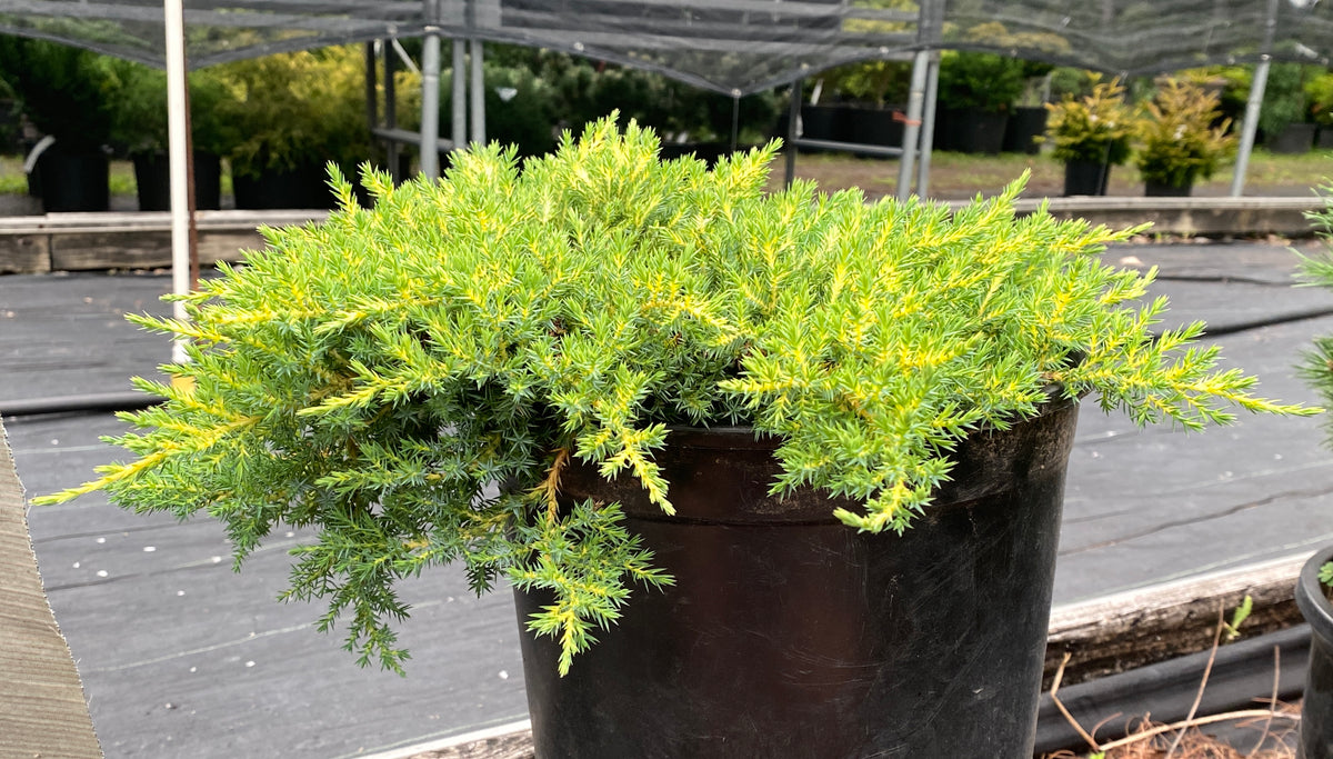Juniperus chinensis 'Daub's Frosted'