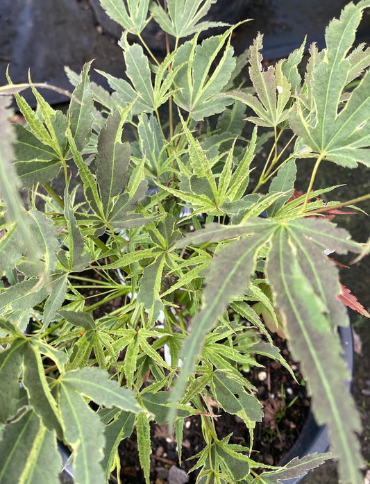 Acer palmatum 'Manyo no sato'