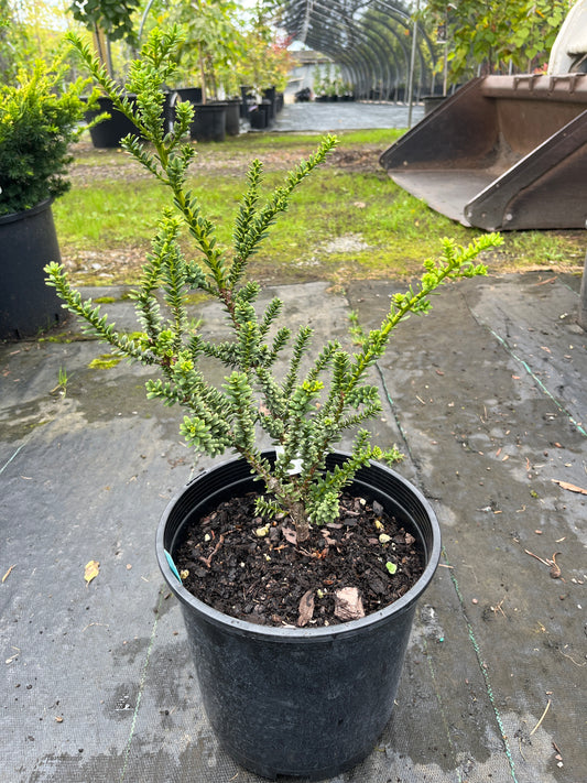 Taxus baccata 'Amersfoort'