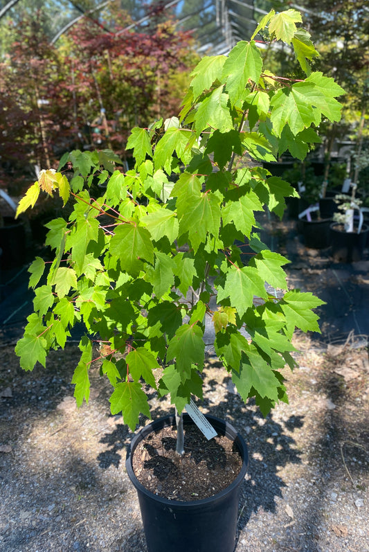Acer rubrum 'Red Sunset'