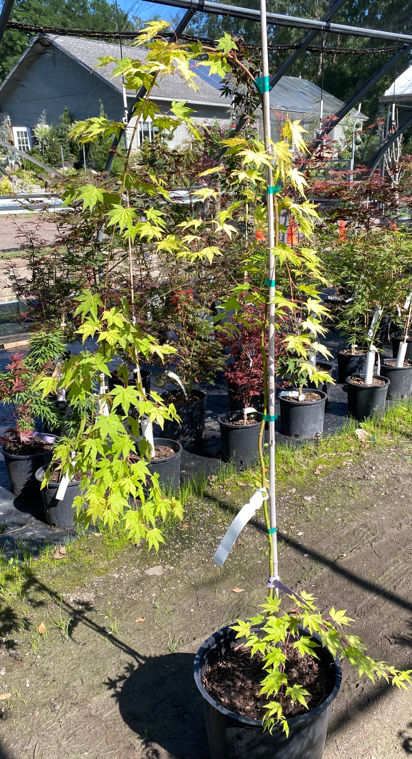 Acer palmatum 'Dragon Master'