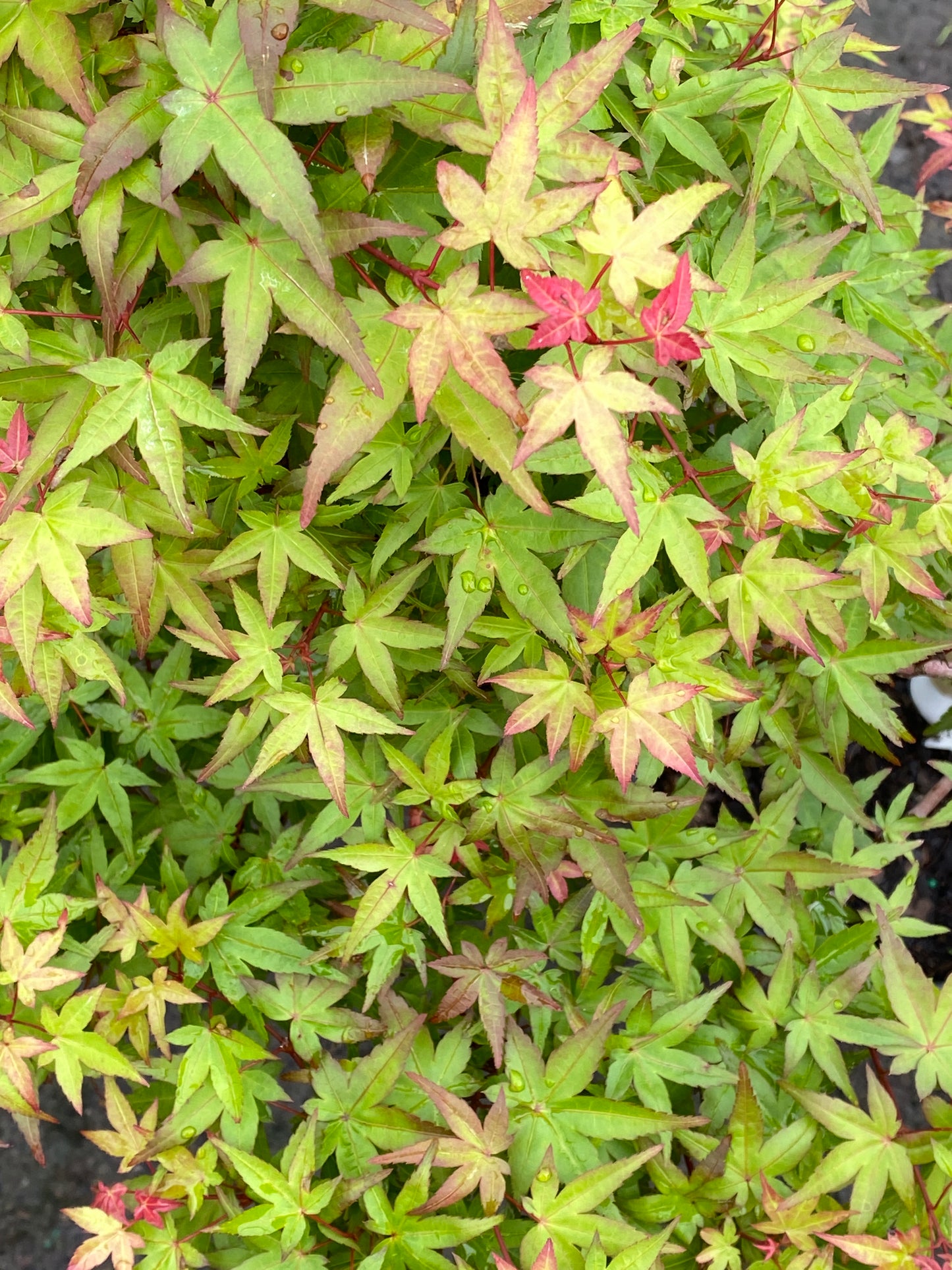 Acer palmatum 'Beni hime'