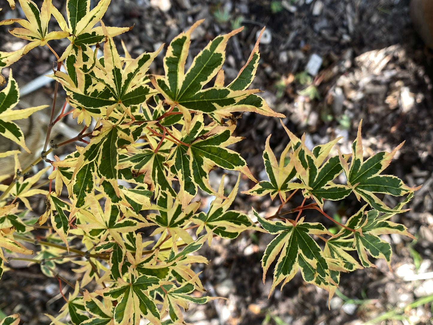 Acer palmatum 'Beni schichihenge'