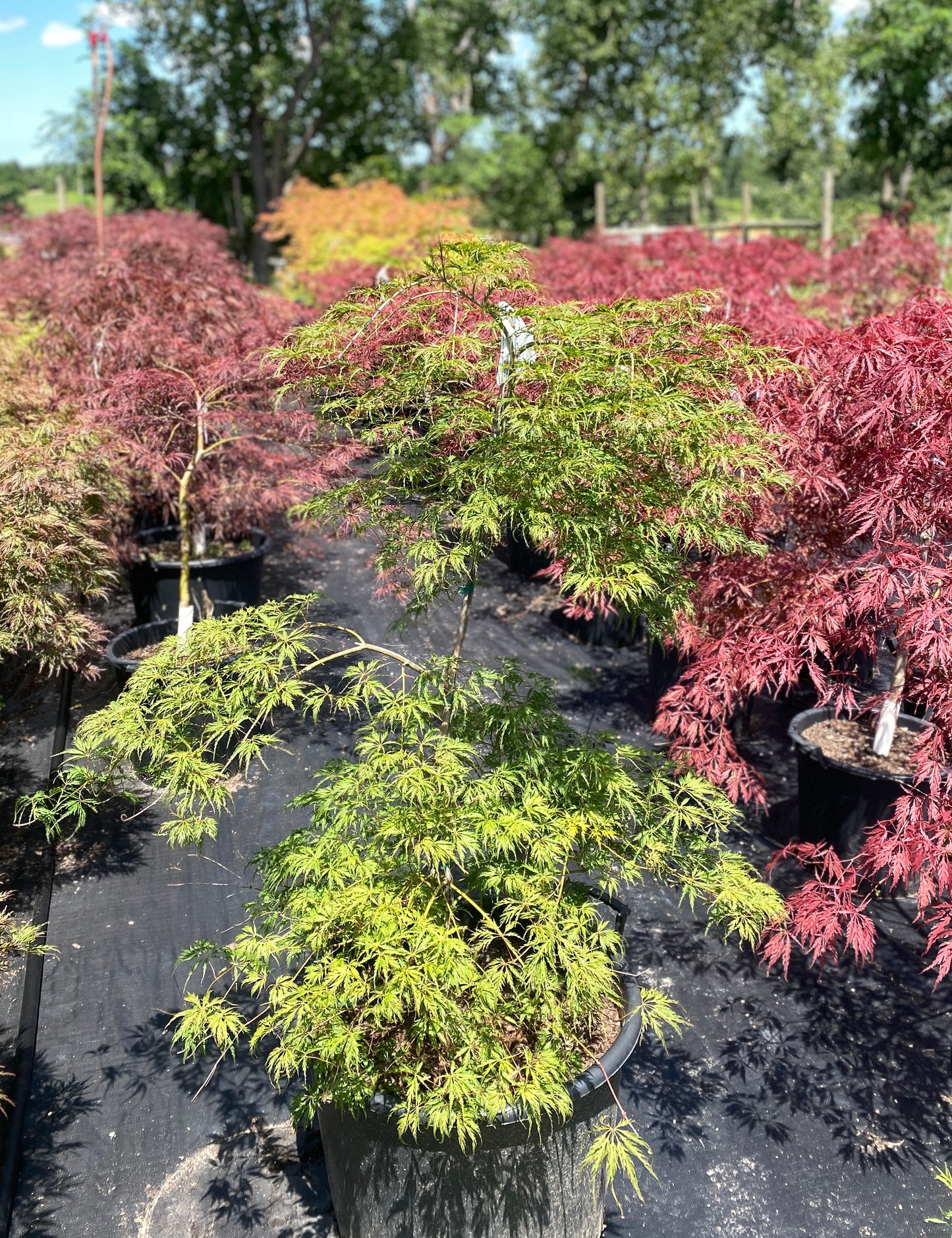 Acer x pseudosieboldianum 'Wabi sabi'