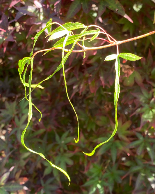 Acer palmatum 'Koto no ito'