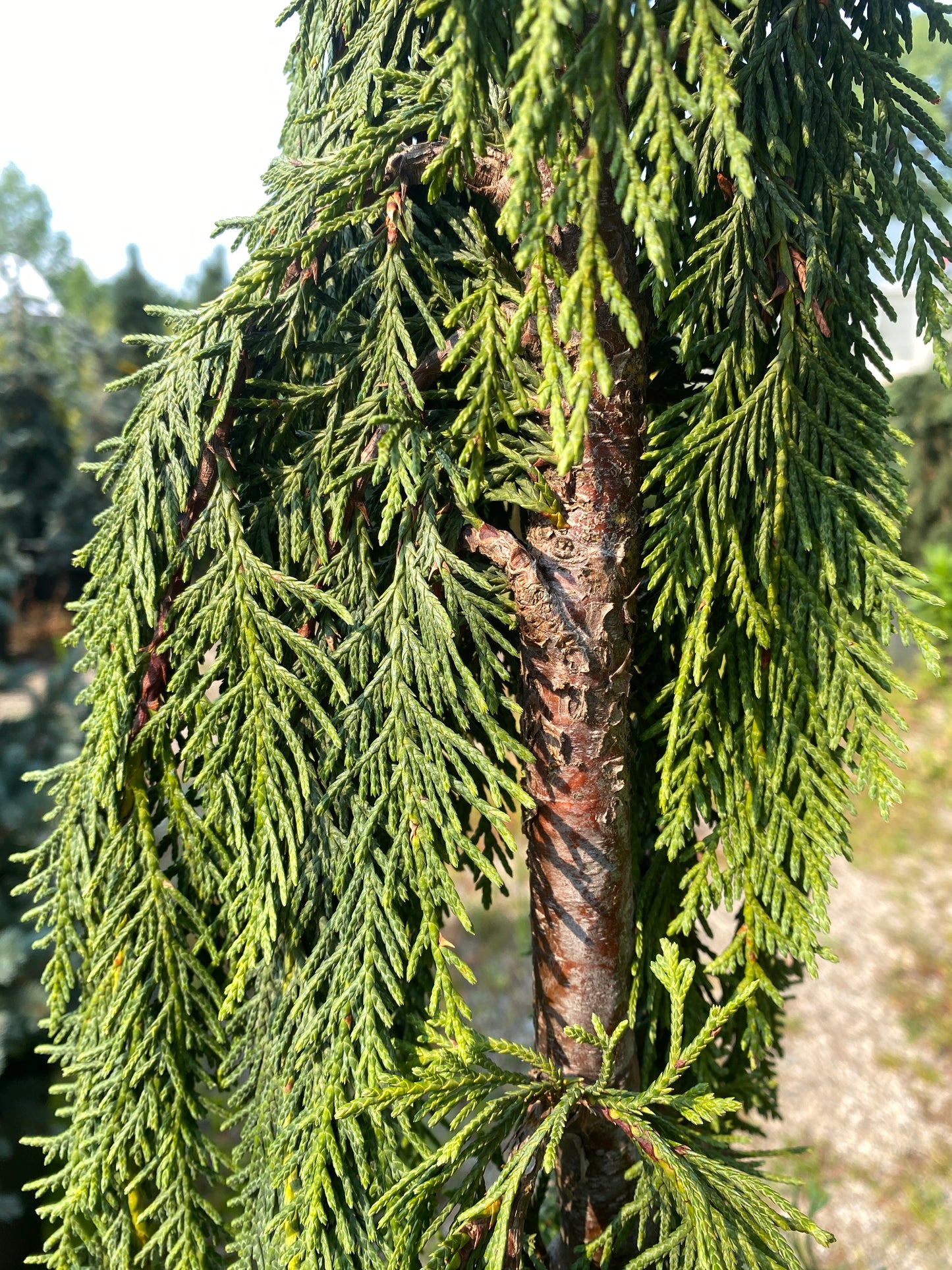 Chamaecyparis nootkatensis 'Van den Akker'