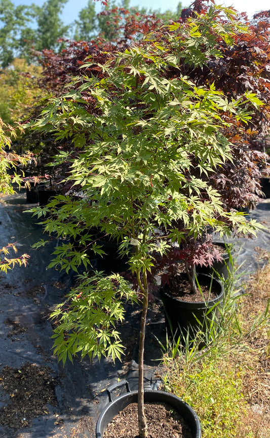 Acer palmatum 'Wakehurst Pink'