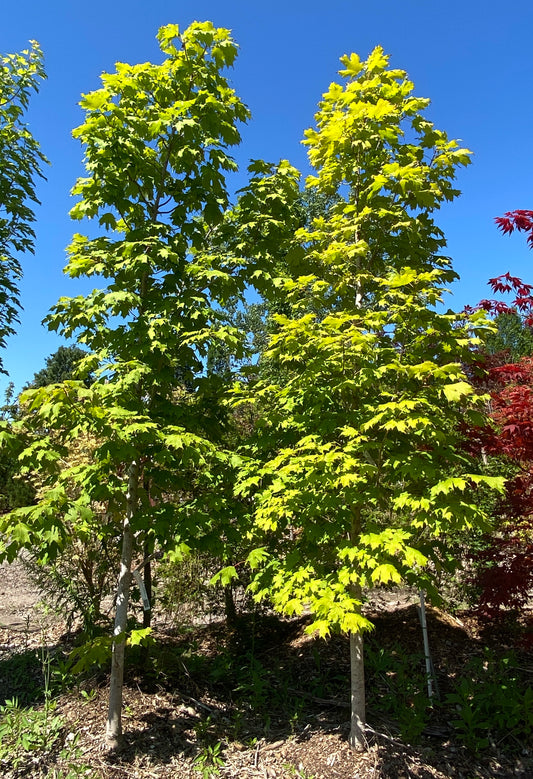 Acer saccharum 'Apollo'