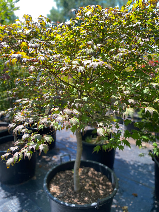 Acer palmatum 'Tsuma gaki'