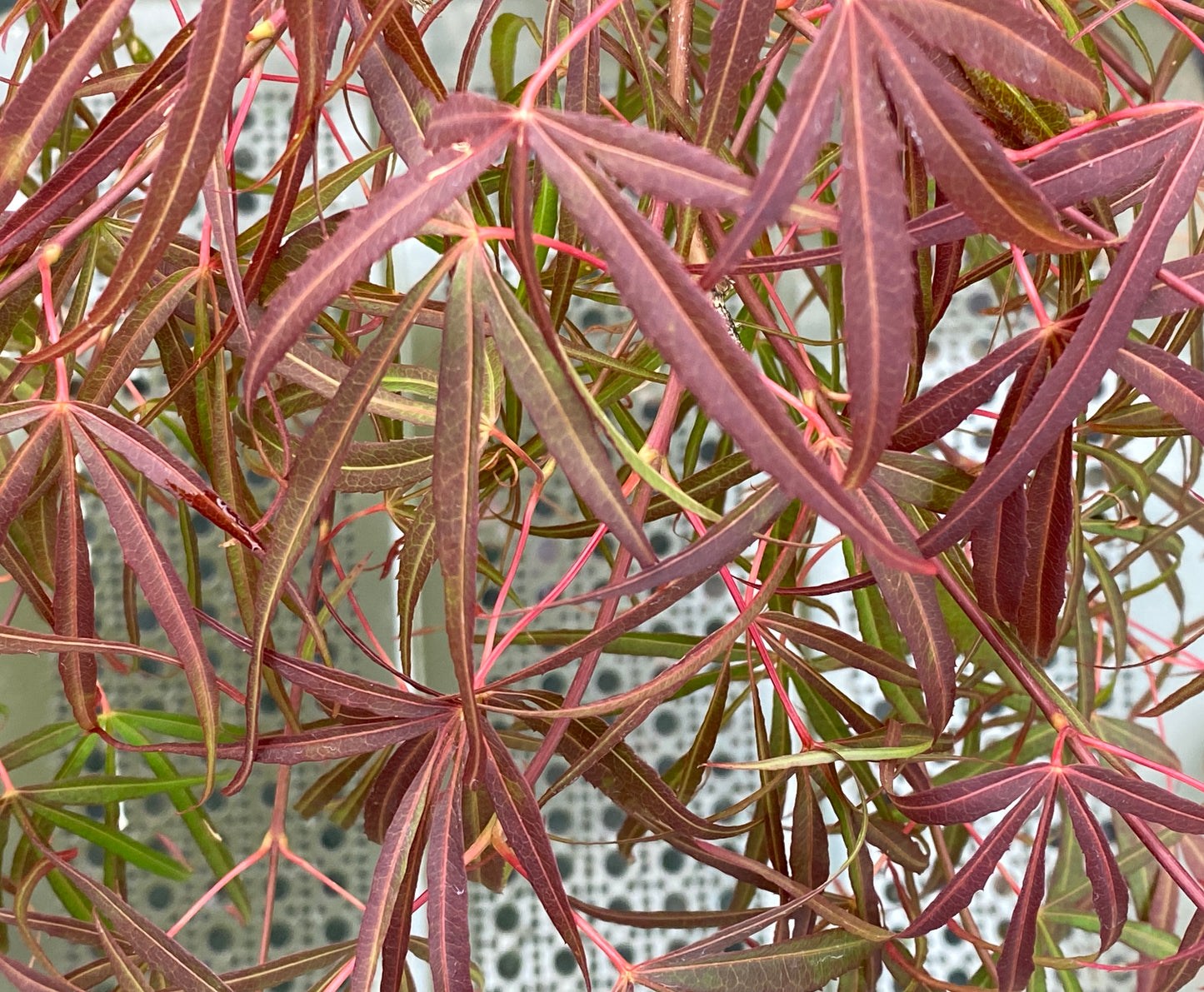 Acer palmatum 'Atrolineare'